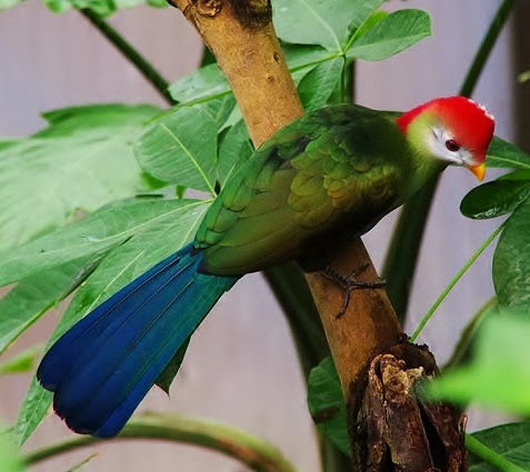 Red-crested turaco
