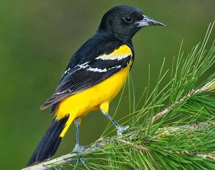 Scott's oriole