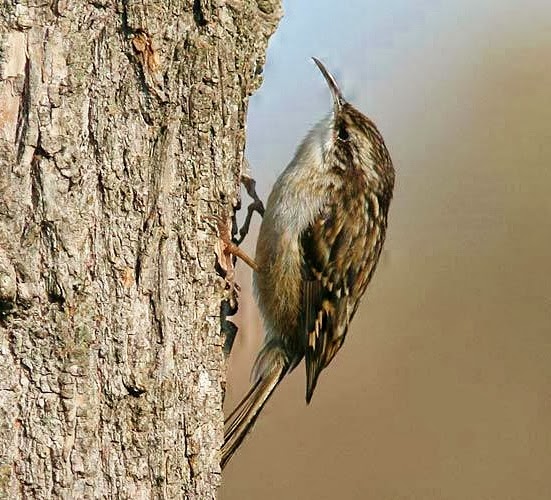 Short-toed treecreeper