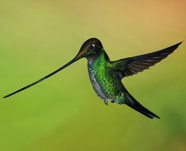 Sword-billed hummingbird