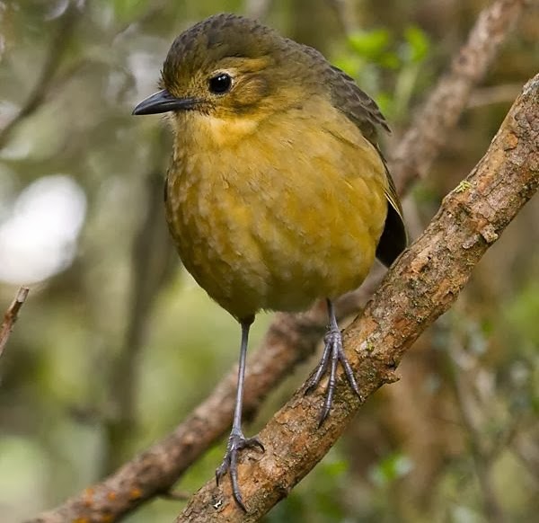 Tawny antpitta