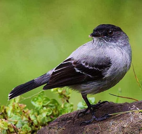 Torrent tyrannulet