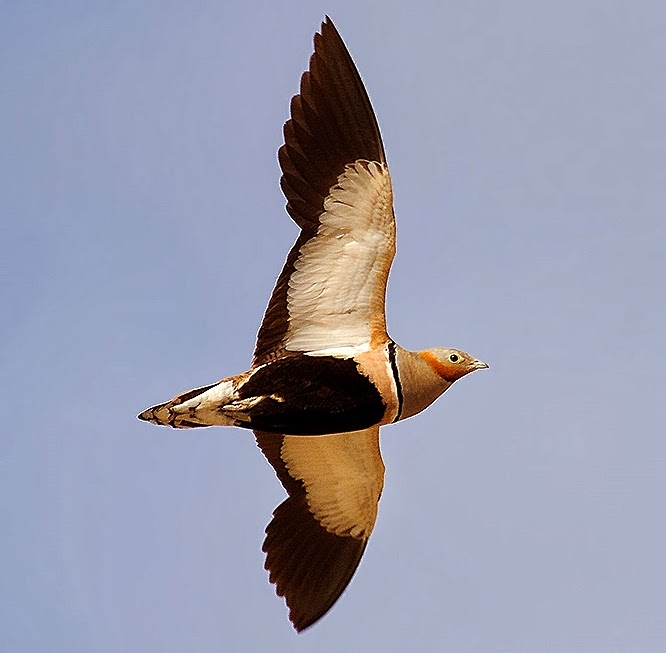 Black-bellied sandgrouse