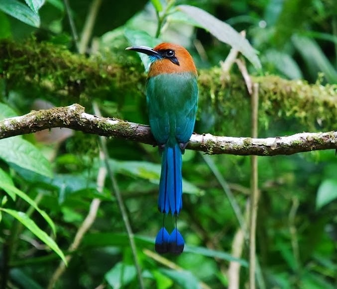 Broad-billed motmot