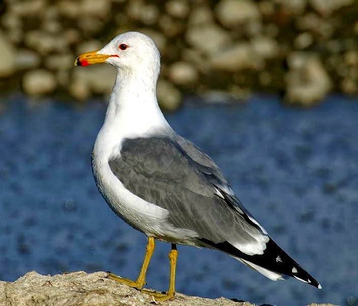 California gull