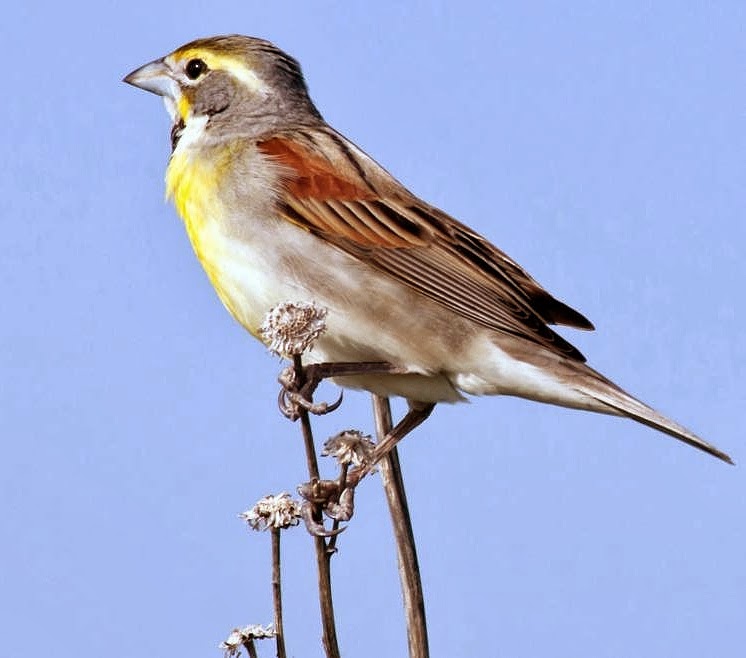 Dickcissel