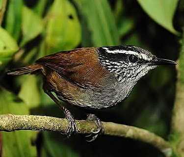 Grey-breasted wood-wren