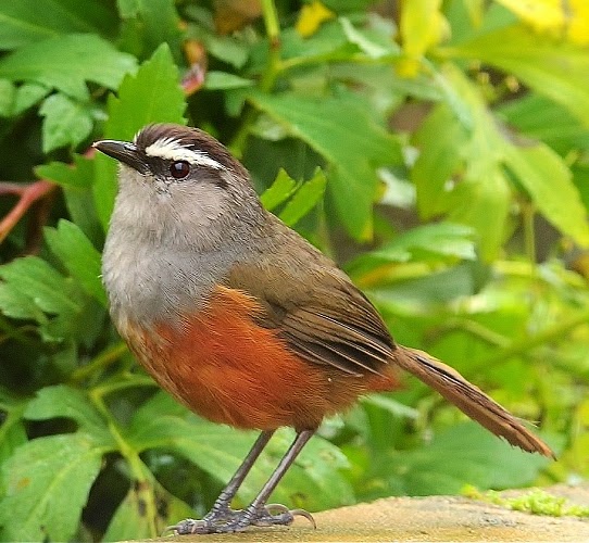 Kerala laughingthrush