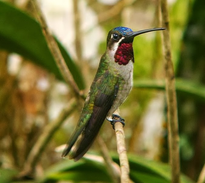 Long-billed starthroat