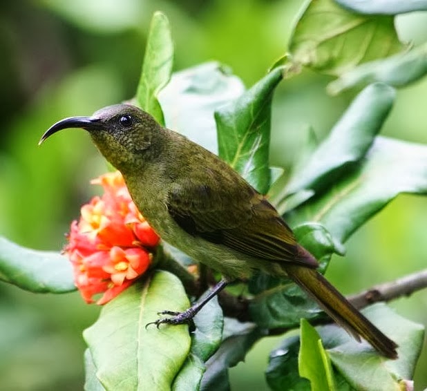 Olive sunbird