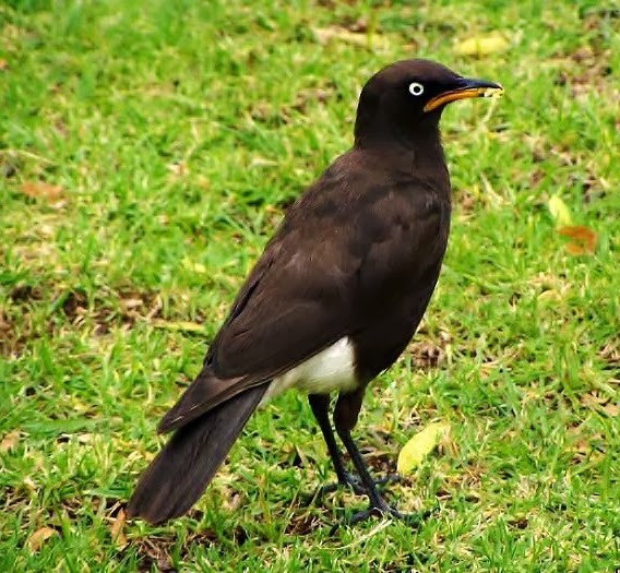 Pied starling