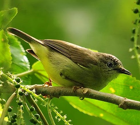 Pygmy white-eye