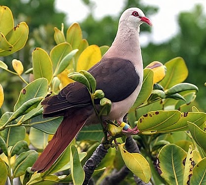 Pink pigeon