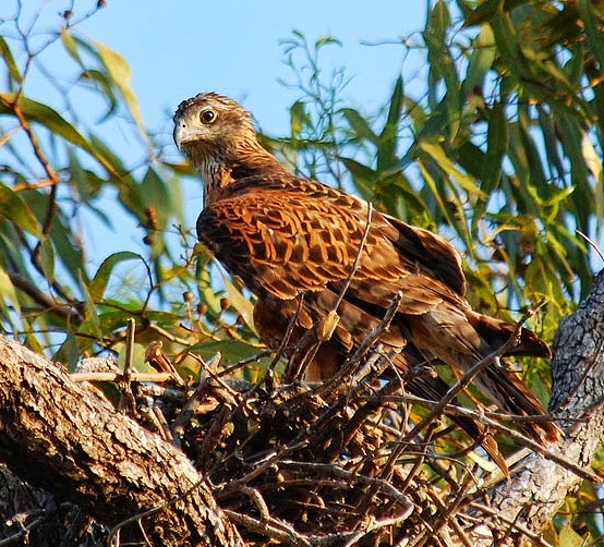 Red goshawk