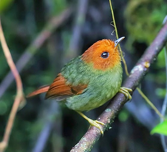 Rufous-headed pygmy-tyrant