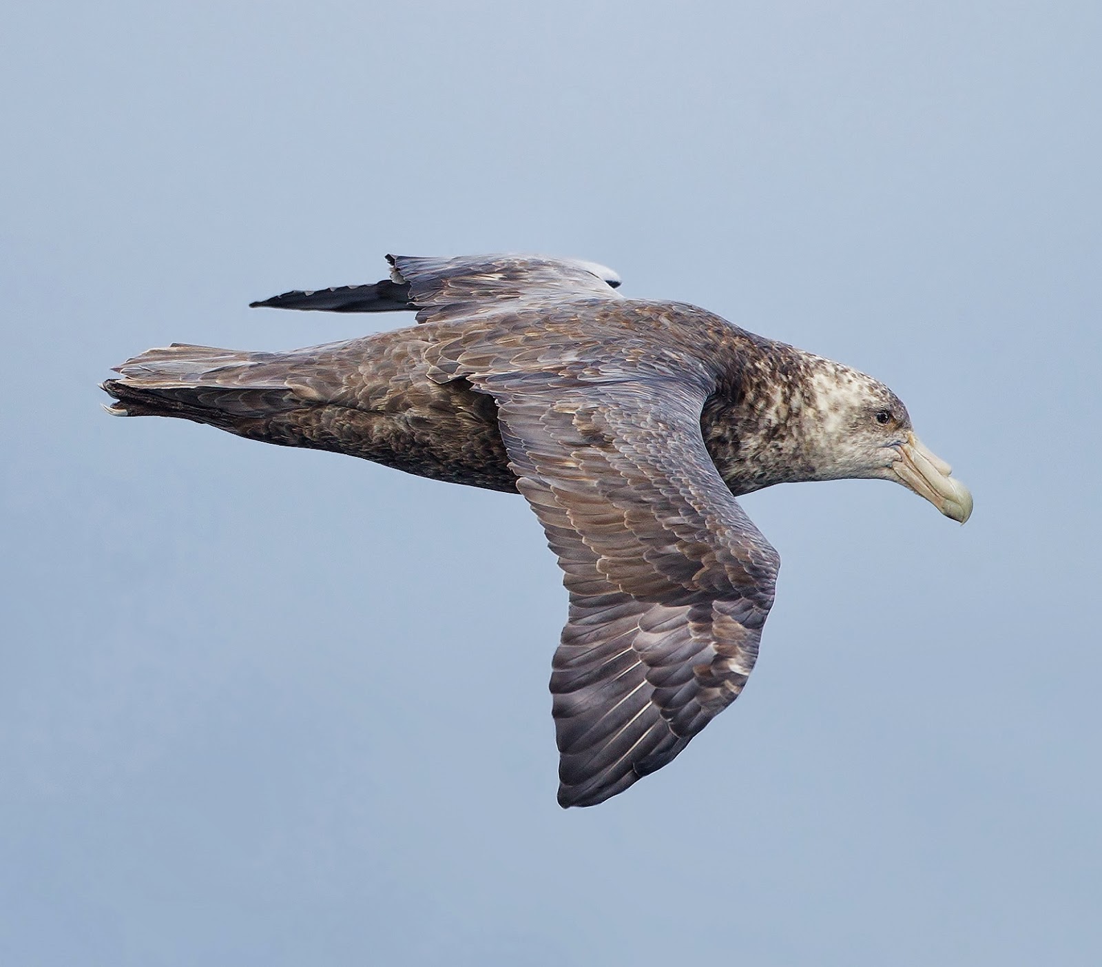 Southern giant-petrel