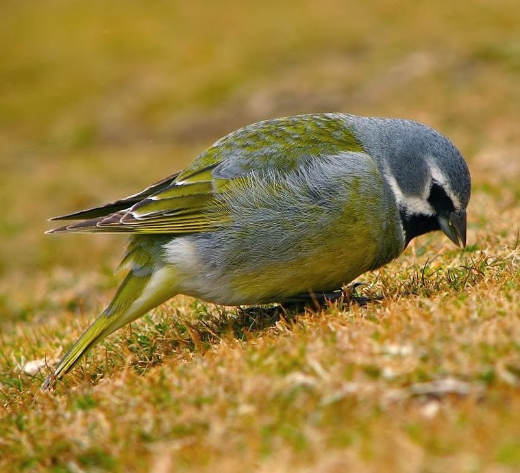 White-bridled finch