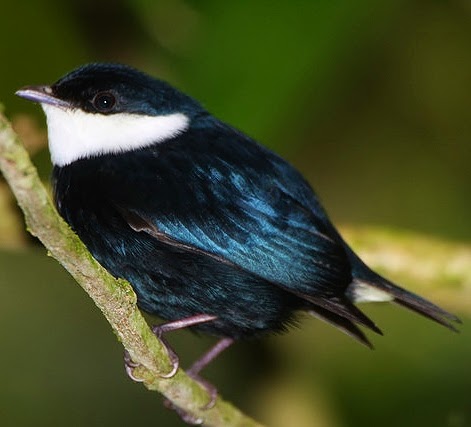 White-ruffed manakin