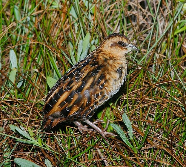 Yellow rail