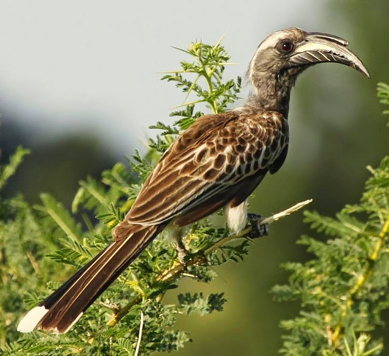 African grey hornbill