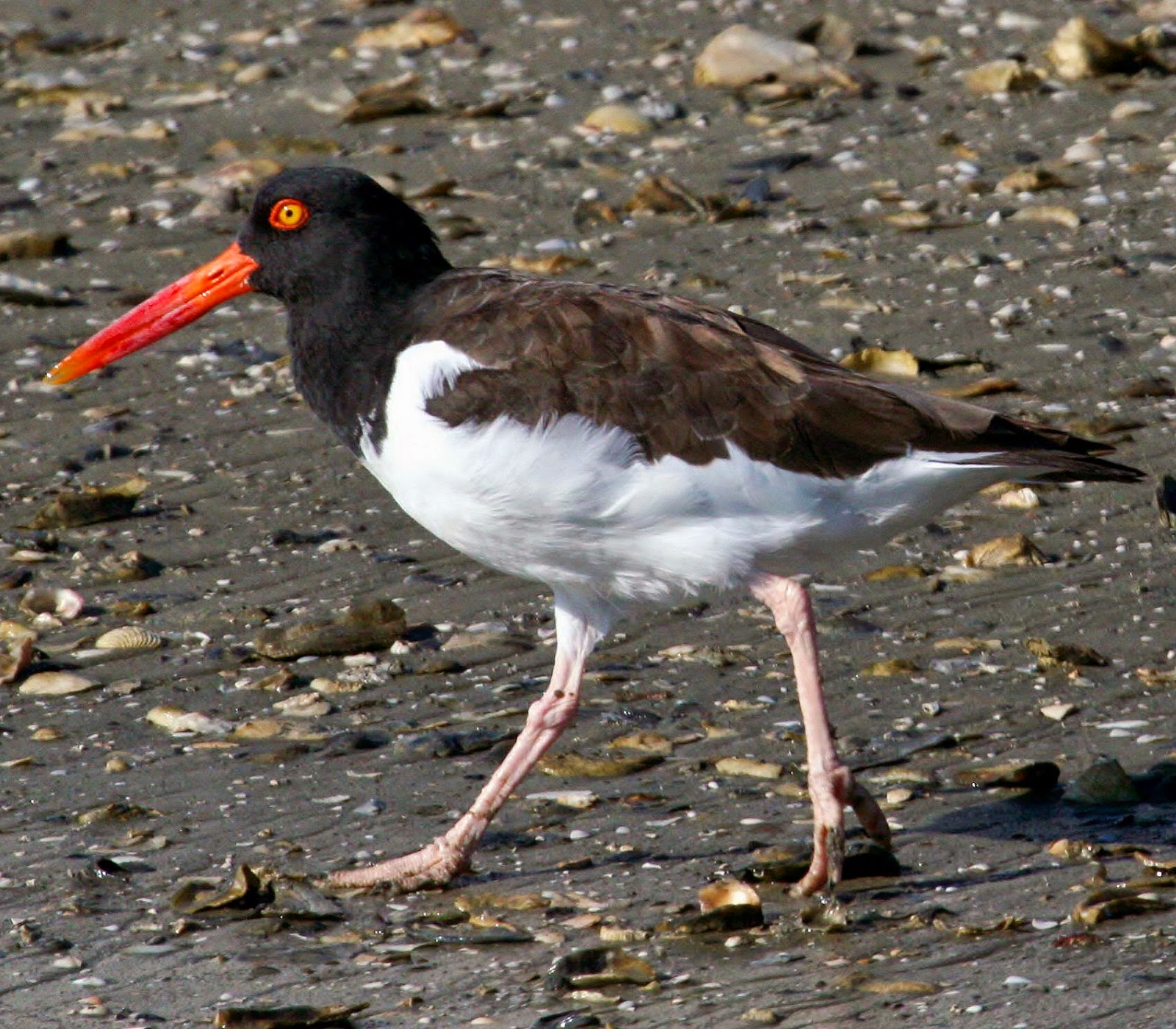 American oystercatcher