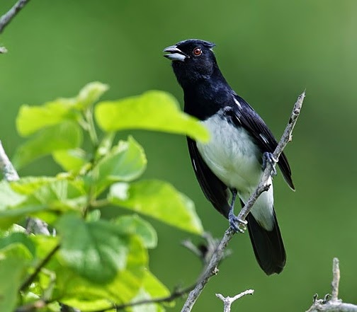 Black-and-white tanager