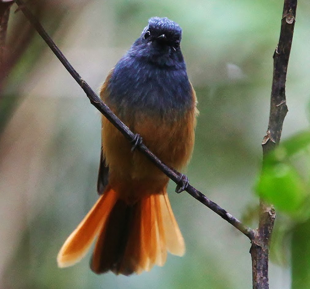 Blue-headed fantail