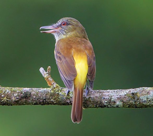 Bright-rumped attila