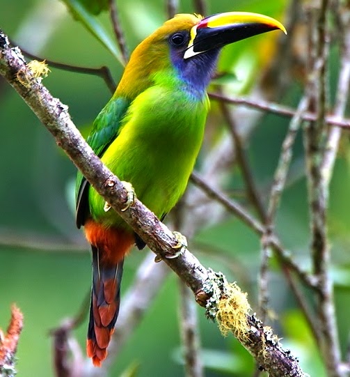 Emerald toucanet