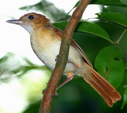 Ferruginous babbler