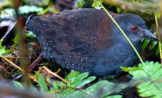 Galapagos rail