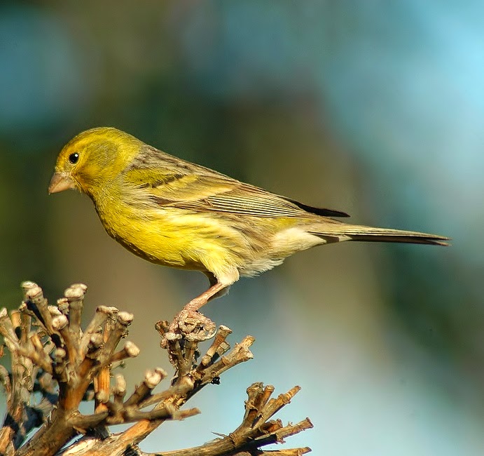 Island canary