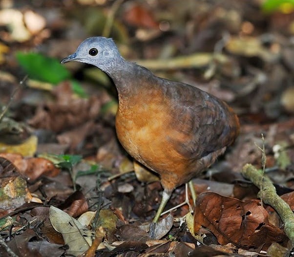 Little tinamou