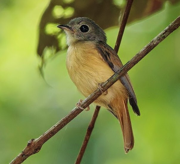 Ruddy-tailed flycatcher