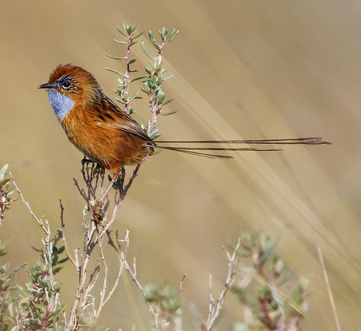 Southern emuwren