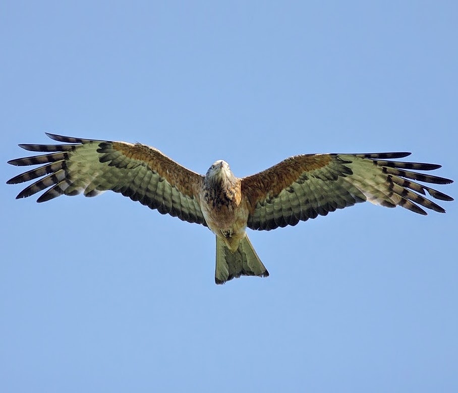 Square-tailed kite