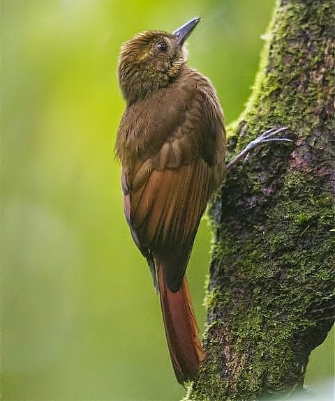 Tawny-winged woodcreeper