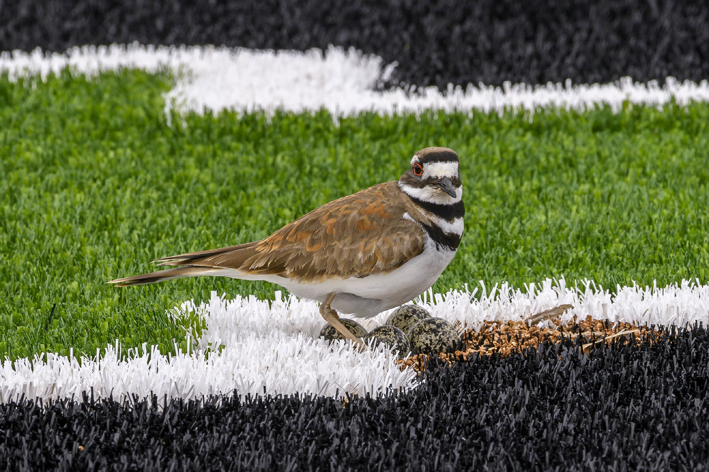 Killdeer