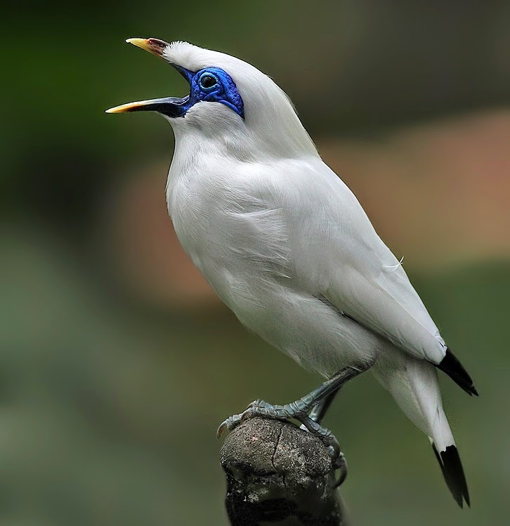 Bali starling