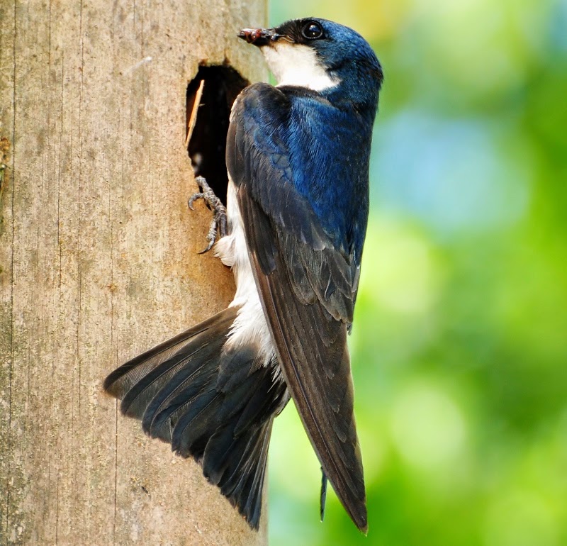 Blue-and-white swallow