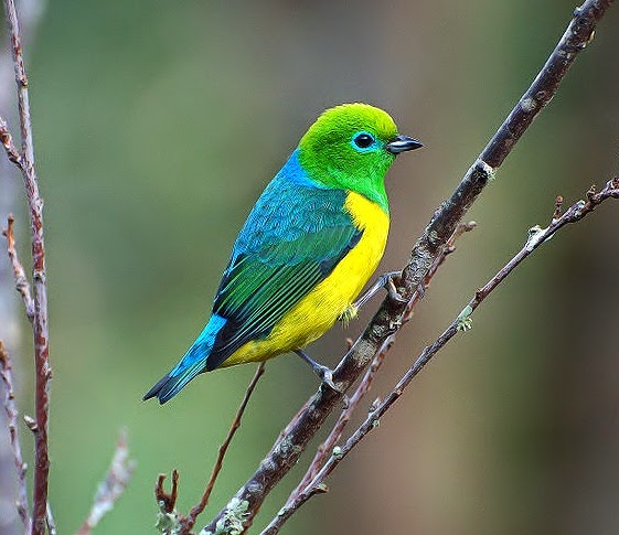 Blue-naped chlorophonia