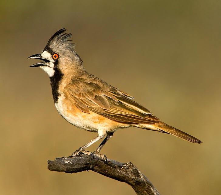 Crested bellbird