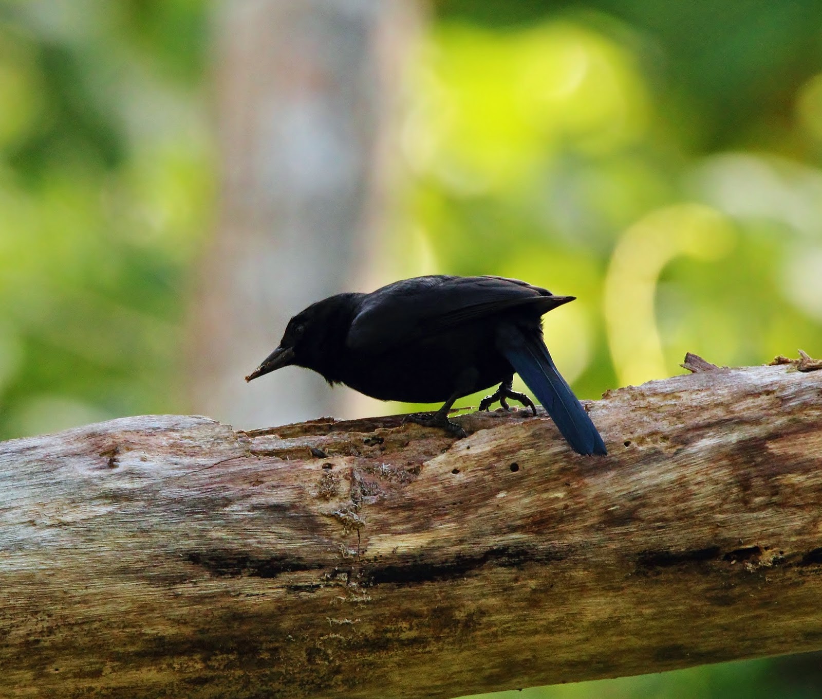 Jamaican blackbird