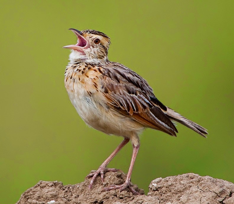 Rufous-naped lark