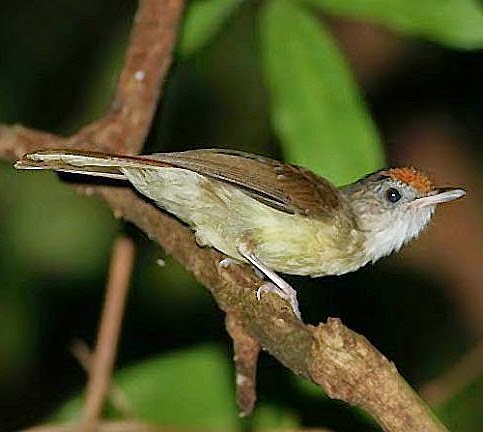 Scaly-crowned babbler