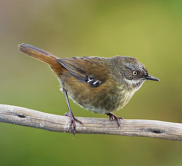 Tasmanian scrubwren