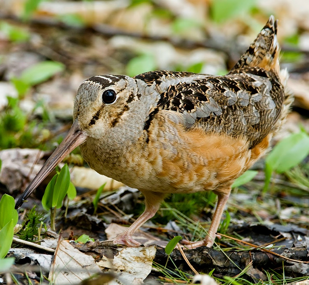 American woodcock