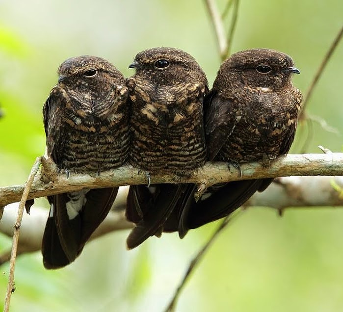 Band-tailed nighthawk