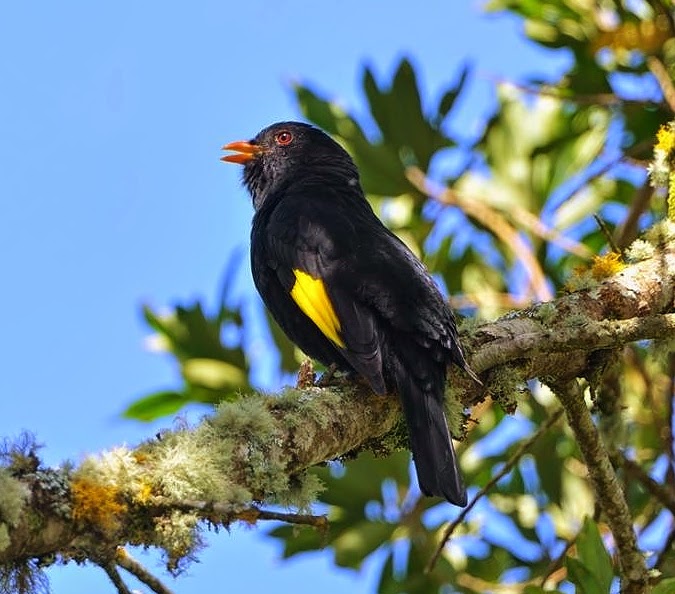 Black-and-gold cotinga