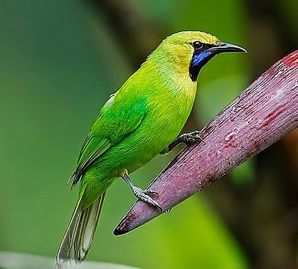 Blue-winged leafbird